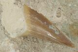 Otodus Shark Tooth Fossil in Rock - Eocene #230897-1